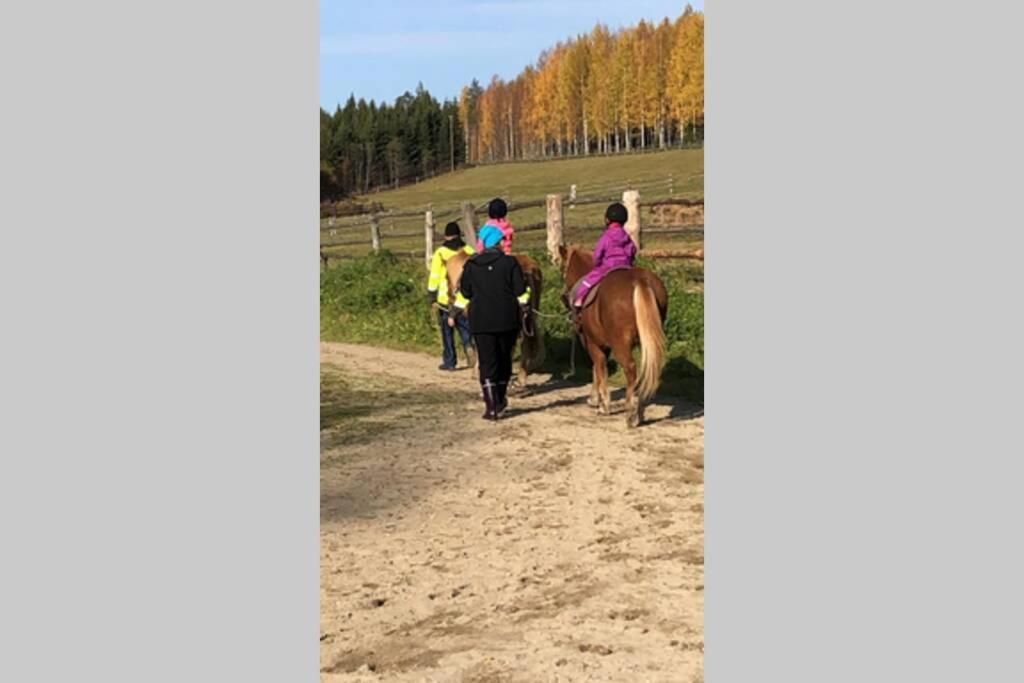 Kolin Pikkukolo - Saunallinen Studiohuoneisto Kolinkylä Exteriör bild